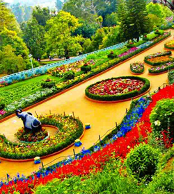 Mysore Ooty